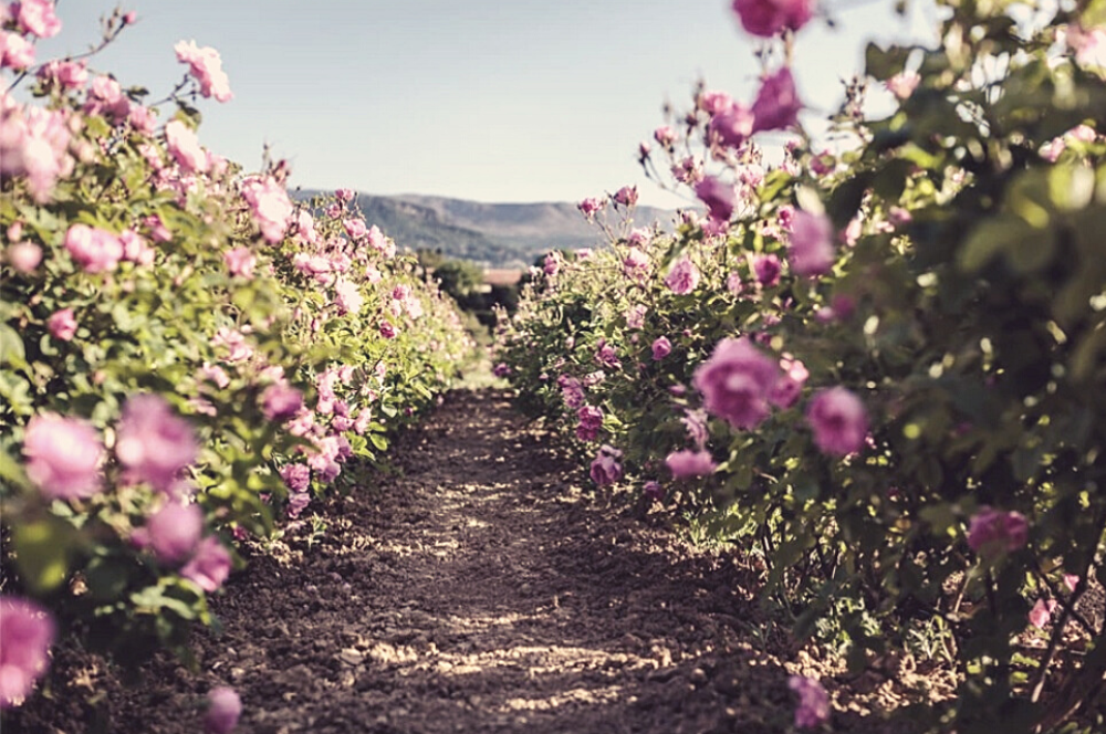 Load video: video harvest rose fields